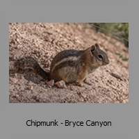 Chipmunk - Bryce Canyon